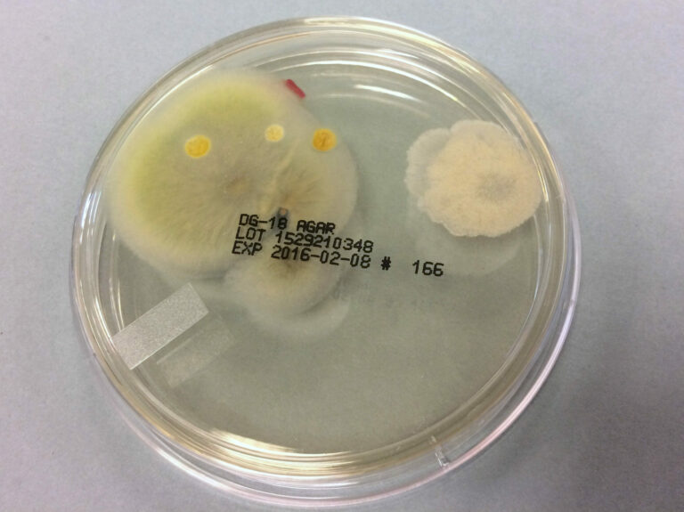 biologische toets_kweek1